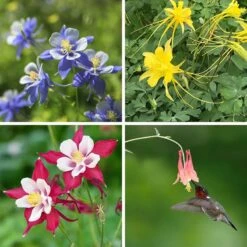 Columbine Collection -Plant Finder Shop columbine collection collage8 26 25