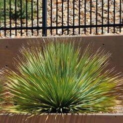 Common Sotol (Dasylirion) 10 Common Sotol (Dasylirion) -Plant Finder Shop common sotol 2