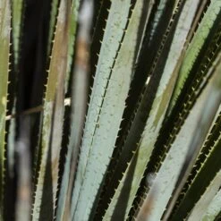 Common Sotol (Dasylirion) 11 Common Sotol (Dasylirion) -Plant Finder Shop common sotol 3