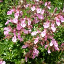Compact Creeping Germander (Teucrium) -Plant Finder Shop compact creeping germander