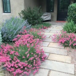 Coral Canyon® Twinspur (Diascia) 9 Coral Canyon® Twinspur (Diascia) -Plant Finder Shop coral canyon twinspur sq