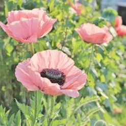 Oriental Poppy Collection (Papaver) -Plant Finder Shop coral reef poppy sq 1 1