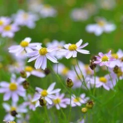 American Dream Coreopsis -Plant Finder Shop coreopsis american dream 3