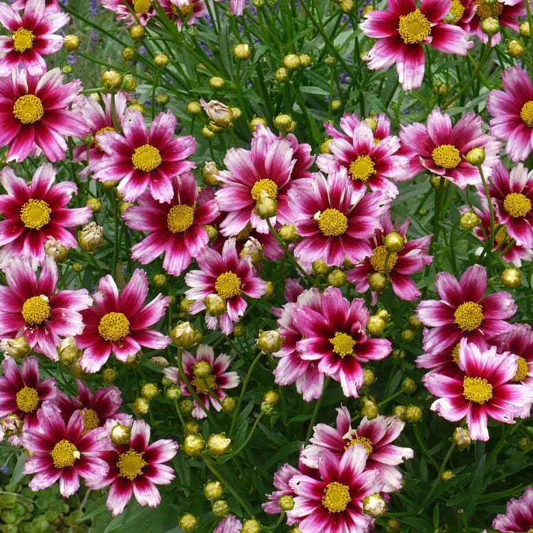 Li'l Bang™ Starstruck Coreopsis 4 Li'l Bang™ Starstruck Coreopsis - Image 2