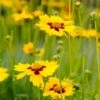Sterntaler Coreopsis 2 Sterntaler Coreopsis -Plant Finder Shop coreopsis sterntaler tickseed 37945