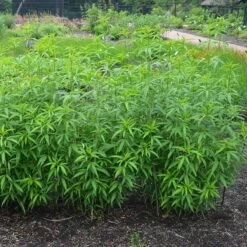 Gold Standard Coreopsis -Plant Finder Shop coreopsis gold standard foliage cropped northcreek