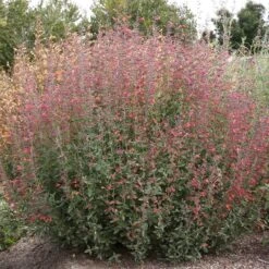 Coronado® Red Agastache -Plant Finder Shop coronado red agastache full plant