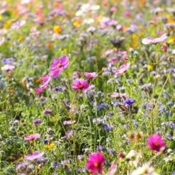 Dry Area Wildflower Seed Mix -Plant Finder Shop cosmos bachelor buttons meadow