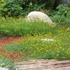 Creeping Gold Buttons (Cotula) 8 Creeping Gold Buttons (Cotula) -Plant Finder Shop cotula tiffindell gold 38910 1 web