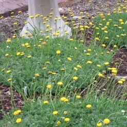 Creeping Gold Buttons (Cotula) 9 Creeping Gold Buttons (Cotula) -Plant Finder Shop cotula tiffindell gold 38910 3 web