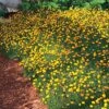 Creeping Gold Buttons (Cotula) -Plant Finder Shop cotula tiffindell gold 38910 4 web 2
