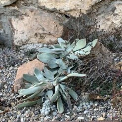 Red Edged Pig's Ear (Cotyledon) -Plant Finder Shop cotyledon orbiculatus 1