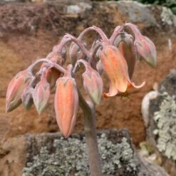 Red Edged Pig's Ear (Cotyledon) -Plant Finder Shop cotyledon orbiculatus close up of flower 1