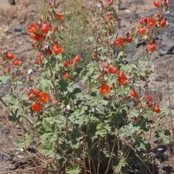 Some Like It Hot Collection -Plant Finder Shop credit andrey zharkikh monroe globe mallow