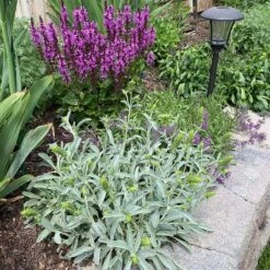 Sarada's™ Greek Mountain Tea -Plant Finder Shop credit ann kendall plant select sideritis syriaca 3