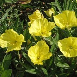 Missouri Evening Primrose -Plant Finder Shop credit applewood seed oenothera macrocarpa