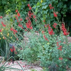 Vermilion Bluffs® Mexican Salvia -Plant Finder Shop credit david winger plant select vermilion bluffs mexican sage 3