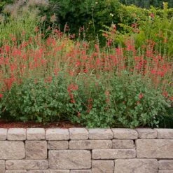 Vermilion Bluffs® Mexican Salvia -Plant Finder Shop credit david winger plant select vermilion bluffs mexican sage 4
