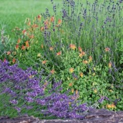 Arizona Columbine -Plant Finder Shop credit emmis oure aquilegia desertorum garden lavender