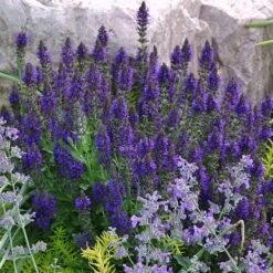 Plant Finder Shop -Plant Finder Shop credit emmis oure marcus dwarf blue salvia