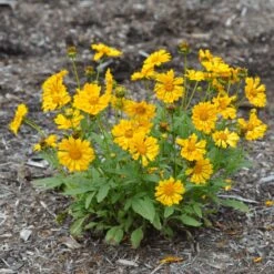 Jethro Tull Coreopsis -Plant Finder Shop credit mt cuba jethro tull coreopsis cropped