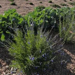 FireSmart Collection - Zone 3 -Plant Finder Shop credit plant select autumn sapphire salvia