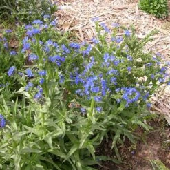 Cape Forget-Me-Not (Anchusa) -Plant Finder Shop credit plant select cape forget me not 3