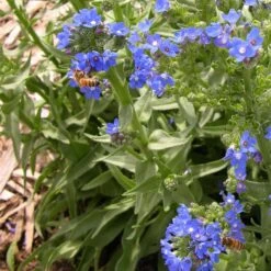 Cape Forget-Me-Not (Anchusa) -Plant Finder Shop credit plant select cape forget me not 4