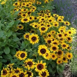 Colorado Perennial Collection -Plant Finder Shop credit plant select denver daisy cropped