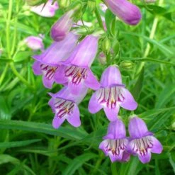 Shadow Mountain® Penstemon 10 Shadow Mountain® Penstemon -Plant Finder Shop credit plant select shadow mountain penstemon