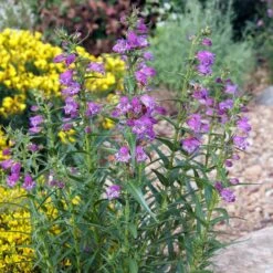 Shadow Mountain® Penstemon 11 Shadow Mountain® Penstemon -Plant Finder Shop credit plant select shadow mountain penstemon garden