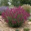 SONORAN SUNSET® Agastache -Plant Finder Shop credit plant select sonoran sunset agastache