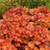 Northern Exposure™ Amber Coral Bells