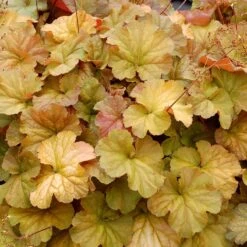 Northern Exposure™ Amber Coral Bells -Plant Finder Shop credit terra nova nurseries heuchera northern exposure amber 2