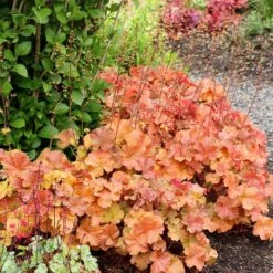 Northern Exposure™ Amber Coral Bells -Plant Finder Shop credit terra nova nurseries heuchera northern exposure amber 3