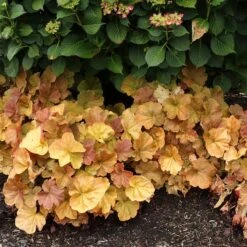 Northern Exposure™ Amber Coral Bells -Plant Finder Shop credit terra nova nurseries heuchera northern exposure amber 4