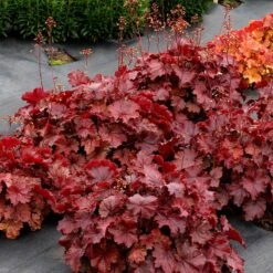 Northern Exposure™ Red Coral Bells -Plant Finder Shop credit terra nova nurseries heuchera northern exposure red 3