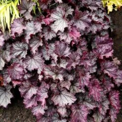 Dry Shade Groundcover Collection -Plant Finder Shop credit terra nova purple coral bells