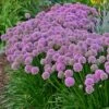 Allium Millenium -Plant Finder Shop credit walters gardens allium millennium