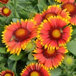 Arizona Sun Gaillardia 8 Arizona Sun Gaillardia -Plant Finder Shop credit walters gardens arizona sun gaillardia