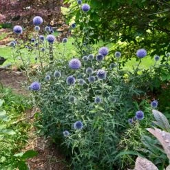 Blue Glow Echinops 8 Blue Glow Echinops -Plant Finder Shop credit walters gardens blue glow echinops