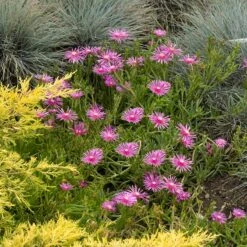 Cooper's Hardy Ice Plant -Plant Finder Shop credit walters gardens delosperma cooperi 1
