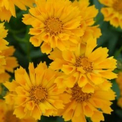 Jethro Tull Coreopsis -Plant Finder Shop credit walters gardens jethro tull coreopsis cropped2