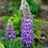 Mini Gallery™ Blue Bicolor Lupine -Plant Finder Shop credit walters gardens mini gallery blue lupine 1