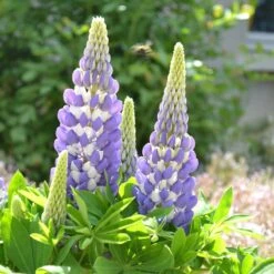 Mini Gallery™ Blue Bicolor Lupine -Plant Finder Shop credit walters gardens mini gallery blue lupine 3
