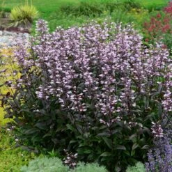 Hummingbird Attracting Collection For The West -Plant Finder Shop credit walters gardens penstemon dark towers