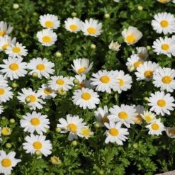 Alternative Lawn Wildflower Seed Mix -Plant Finder Shop creeping daisy