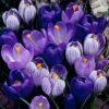 Blue Moon Dutch Crocus Mix 1 Blue Moon Dutch Crocus Mix -Plant Finder Shop crocus blue moon mix