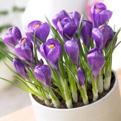 Remembrance Dutch Crocus 15 Remembrance Dutch Crocus -Plant Finder Shop crocus remembrance visi75695