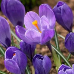 Remembrance Dutch Crocus 17 Remembrance Dutch Crocus -Plant Finder Shop crocus remembrance visi86705
